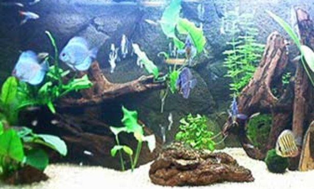 Aqualândia Loja de Aquários - Foto 1