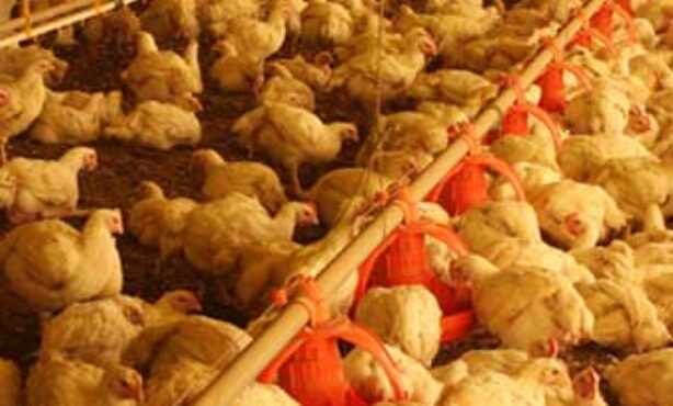 Avícola Sabia - Foto 1