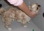 banho-e-tosa-de-animais-curitiba-1417798806