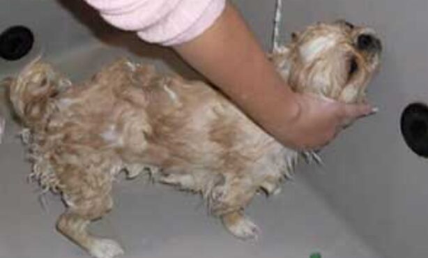 Ariana Banho e Tosa - Foto 1