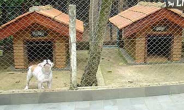 Canil Villa Di Torriere - Foto 1