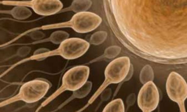 Fertway Reproducao Humana - Foto 1