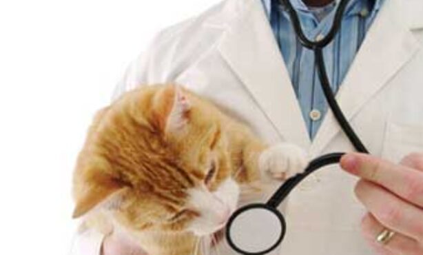 Clínica Veterinária Hauer - Foto 1