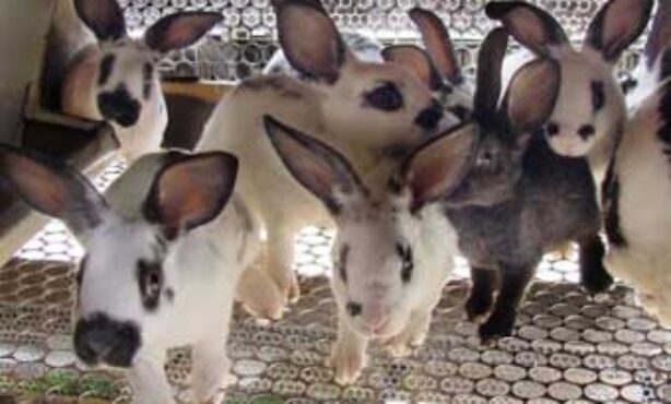 Linha e Anzol - Foto 1