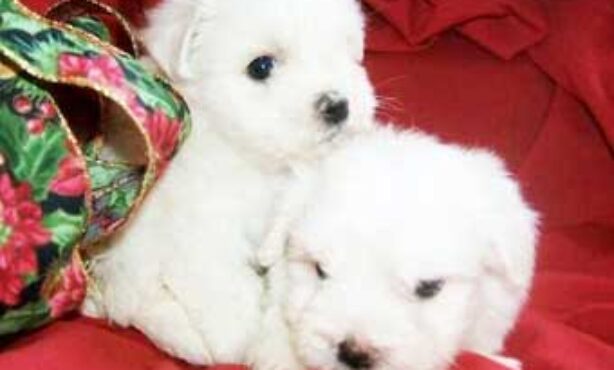 Animale Pet Shop - Foto 1