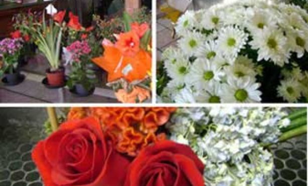 Floricultura Márcio - Foto 1