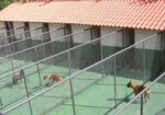 hotel-para-animais-curitiba-1417801155