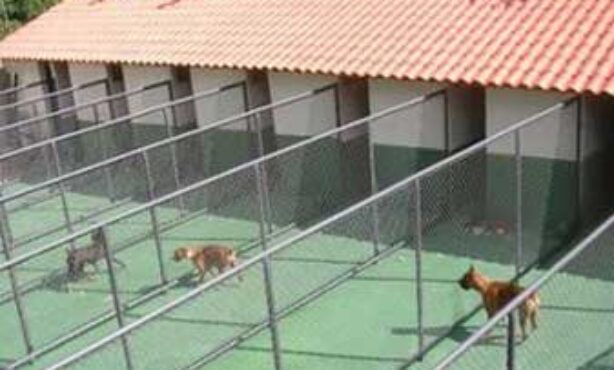 Amigo Cão Hotel - Foto 1