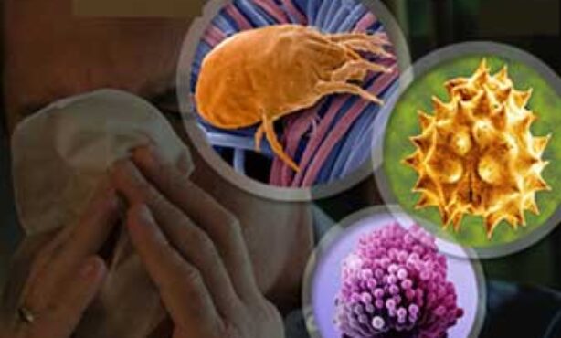 Nelson Augusto Rosário Filho - Foto 1