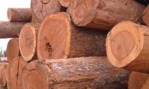 Aguiar Madeiras - Foto 1