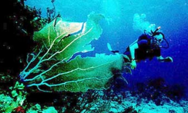 Patadacobra Mergulho e Turismo - Foto 1