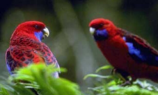 Paraiso dos Pássaros - Foto 1