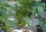 plantas-ornamentais-curitiba-1417894508