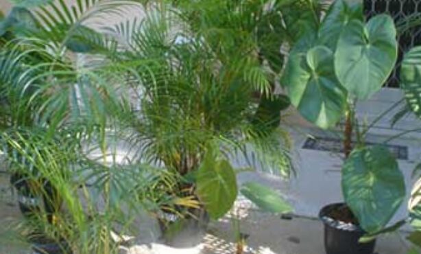 Sulflores Comércio de Plantas Ornamentais - Foto 1