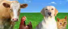 produtos-veterinarios-curitiba-1417801470