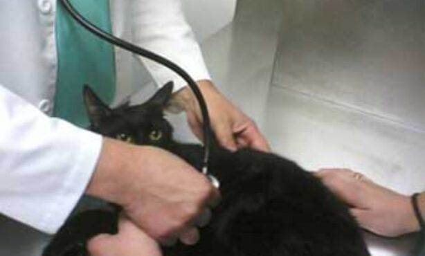 Consultório de Veterinária Dra Marilize Furtado - Foto 1