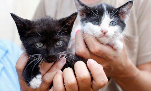 Vigilância Sanitária - Foto 1