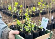 Primeiras entregas de mudas de árvores