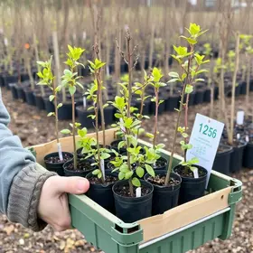 Primeiras entregas de mudas de árvores