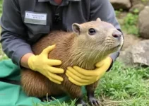 capivara machucada